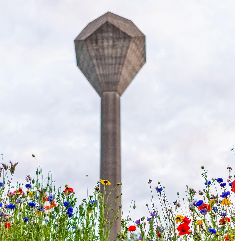 UCD Watertower framed by flowers